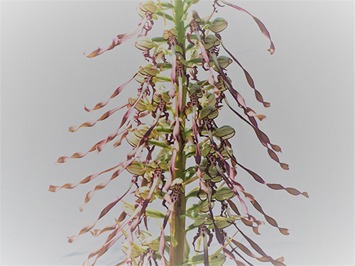 Himantoglossum hircinum 